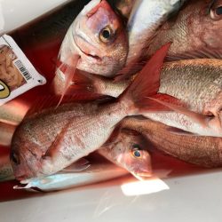 龍神丸(鹿児島) 釣果