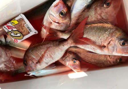 龍神丸(鹿児島) 釣果