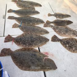 遊漁船メテオ 釣果