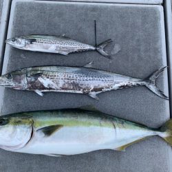 SeaRide(シーライド) 釣果