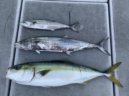 SeaRide(シーライド) 釣果