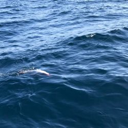 龍神丸(鹿児島) 釣果