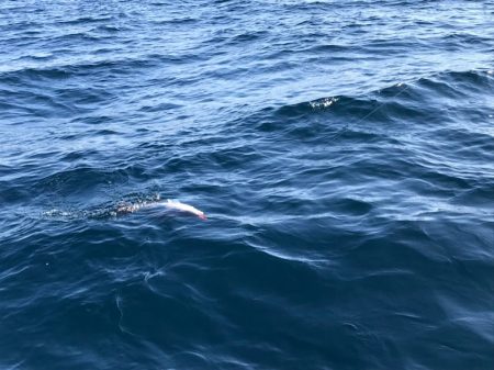 龍神丸(鹿児島) 釣果