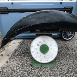 アマテラス 釣果