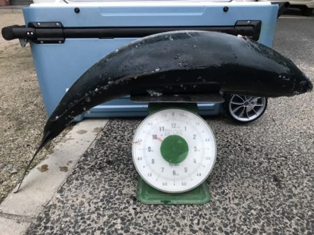 アマテラス 釣果