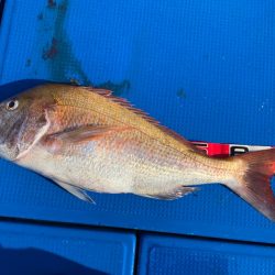 釣鯛洋 釣果