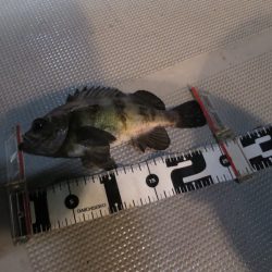 Chase(チェイス) 釣果