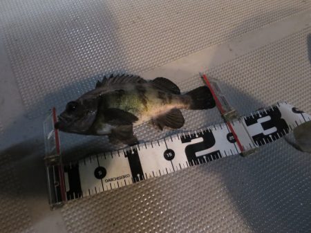 Chase(チェイス) 釣果