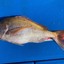 釣鯛洋 釣果