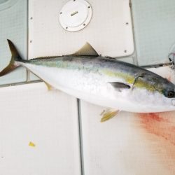 アマテラス 釣果