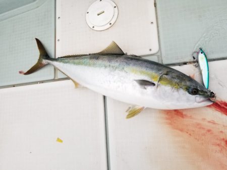 アマテラス 釣果