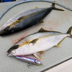 アマテラス 釣果