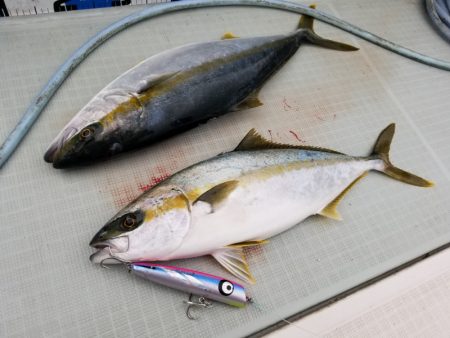 アマテラス 釣果