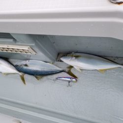 アマテラス 釣果