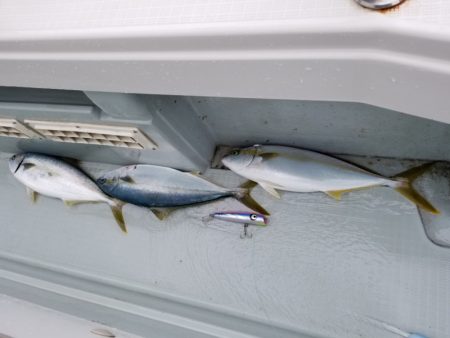 アマテラス 釣果