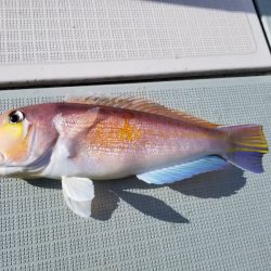 アマテラス 釣果