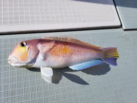 アマテラス 釣果