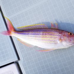 アマテラス 釣果