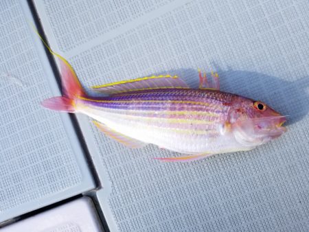 アマテラス 釣果