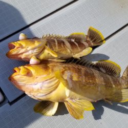 アマテラス 釣果