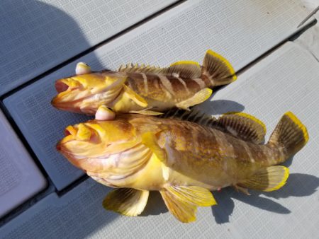 アマテラス 釣果