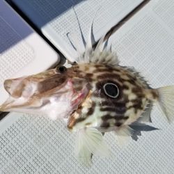 アマテラス 釣果