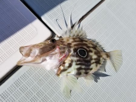 アマテラス 釣果