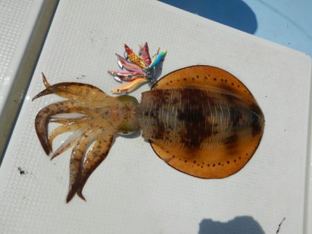 きずなまりん 釣果