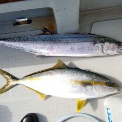 アマテラス 釣果