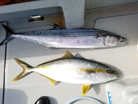 アマテラス 釣果