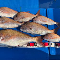 釣鯛洋 釣果