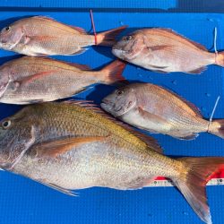 釣鯛洋 釣果