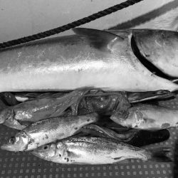 South Current 釣果