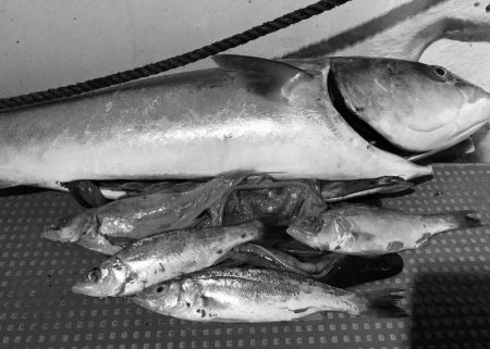 South Current 釣果