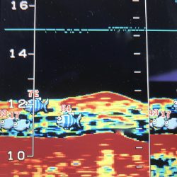 South Current 釣果