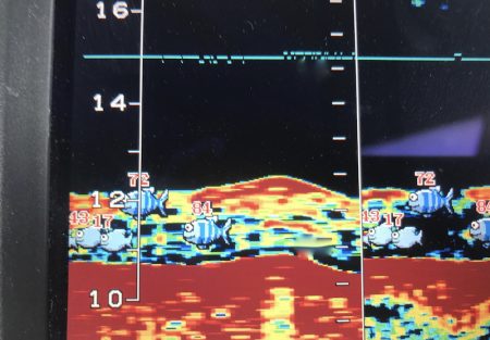 South Current 釣果