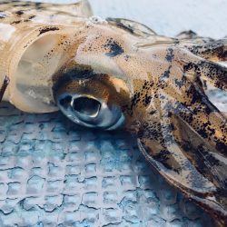 South Current 釣果