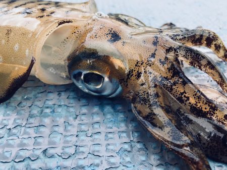 South Current 釣果