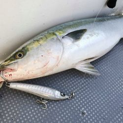 South Current 釣果