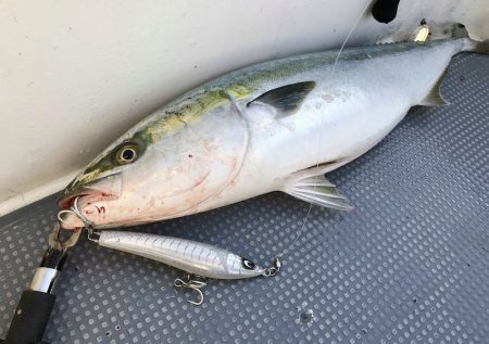 South Current 釣果