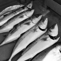 South Current 釣果