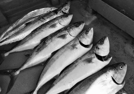 South Current 釣果