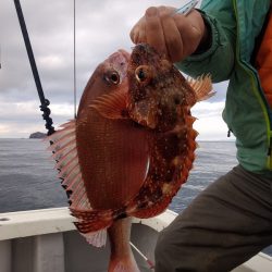 ひな丸 釣果