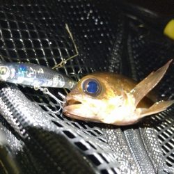 今シーズンはプラッギングでメバルを追い回したい★ nadarコリーでメバルプラッキング