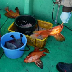 第三むつりょう丸 釣果