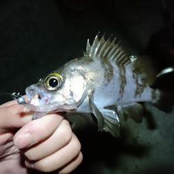 宵姫シリーズでメバル&シーバスの釣果　がまかつLUXXE宵姫メバリングレポート