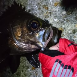 ノレソレのクリアアミグローにメバル27.5cmがガッツリ！！がまかつLUXXE宵姫アジング・メバリングレポート