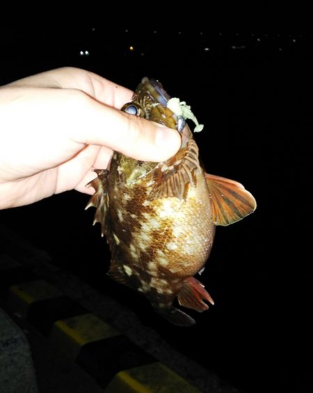 ロックフィッシュに反応上々！ がまかつLUXXE宵姫アジング・メバリングレポート