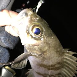 ノレソレは数釣りに効果的！ がまかつLUXXE宵姫アジング・メバリングレポート