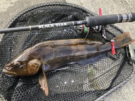 東北太平洋側ロックフィッシュ釣行★アフタースポーンのアイナメを狙う【そ～あ氏連載 vol.7】